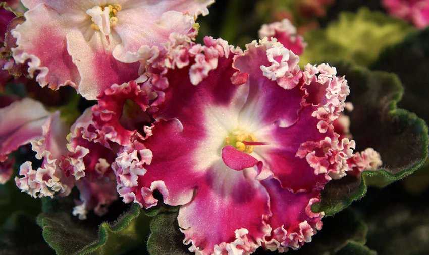 ЛЕ-Шанталь cенполия Крупные полумахровые ярко-винно-малиновые цветы с сильно гофрированными краями и белым глазком в центре на высоких крепких цветоносах