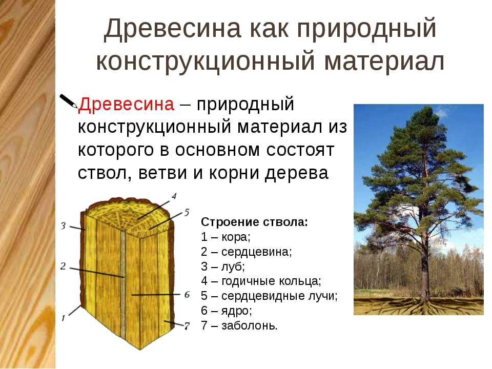 Особенности древесины бука | «букдуб» в санкт-петербурге