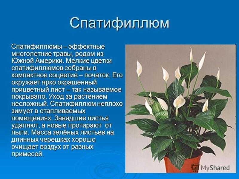 Женское счастье цветок подарить. Спатифиллум. Комнатное растение спатифиллум. Спатифиллум Вивальди. Спатифиллум флорибундум.
