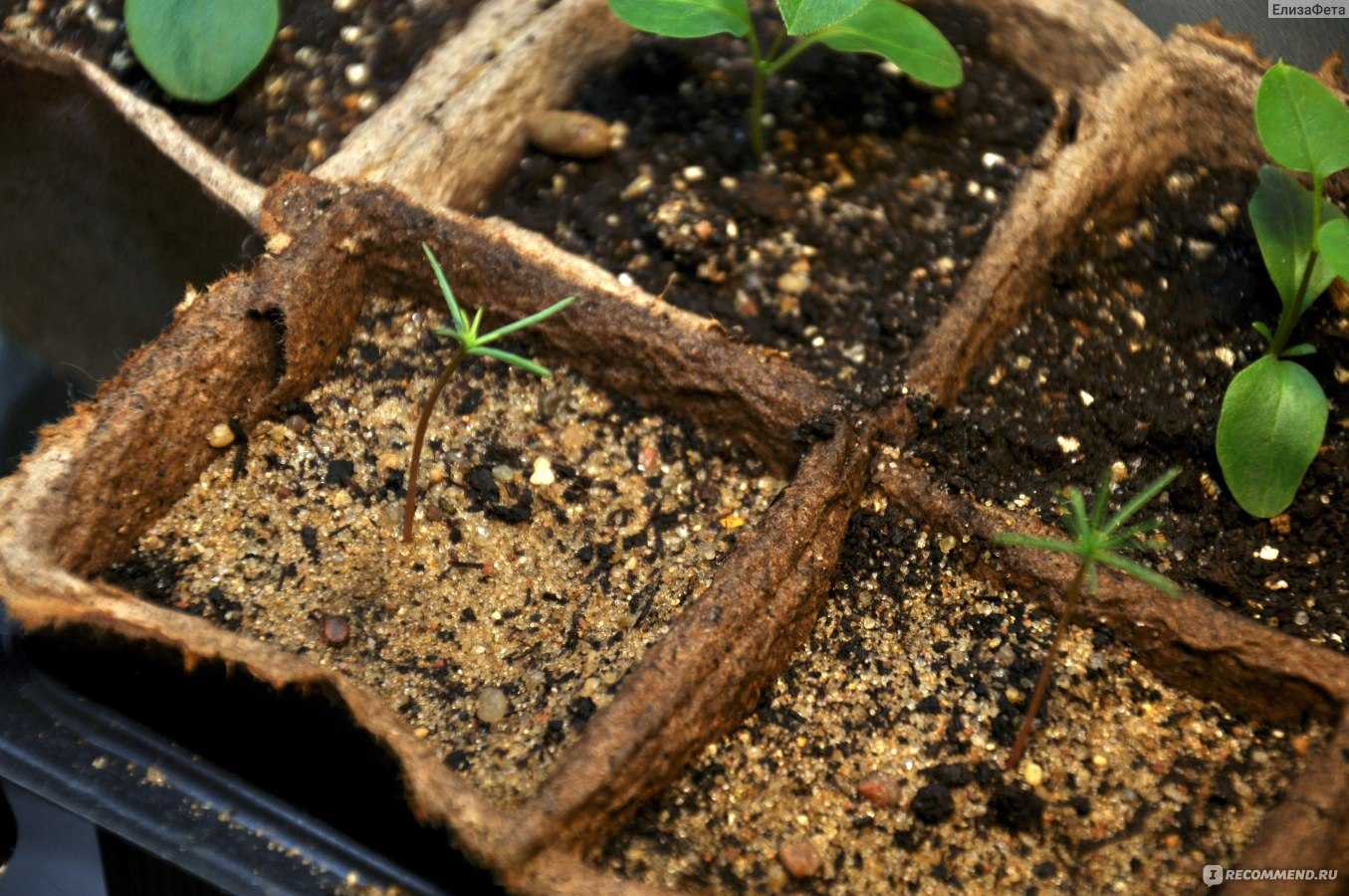 Как вырастить пихту из семян: выращивание в домашних условиях, как ухаживать и чем подкармливать, как вырастить у себя на даче