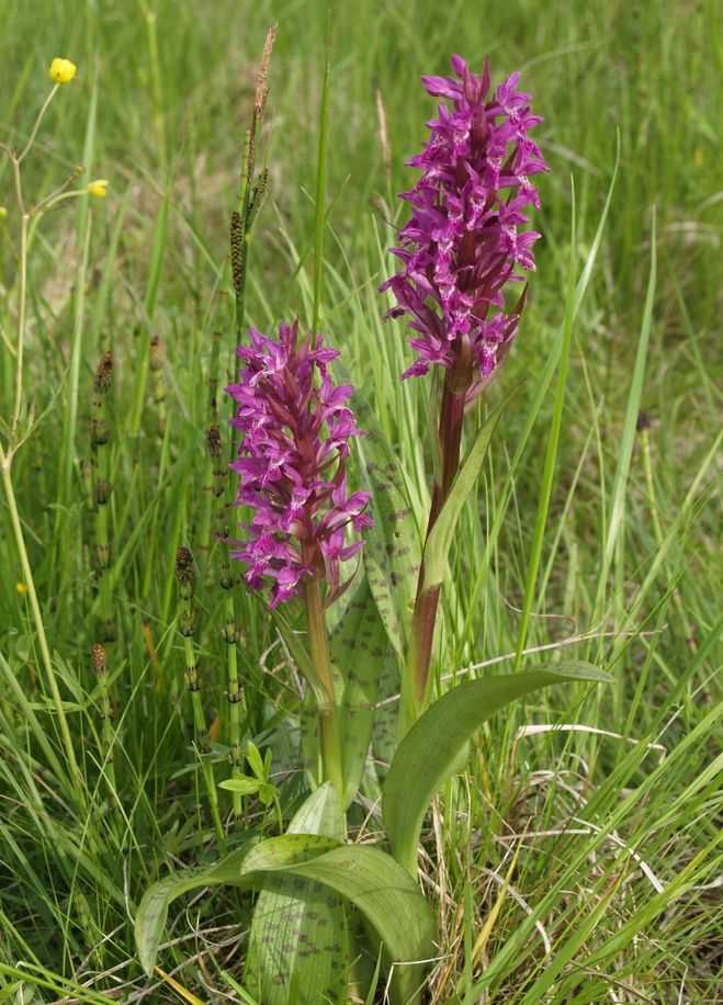 Дикие орхидеи. орхидеи в природе (фото) :: syl.ru