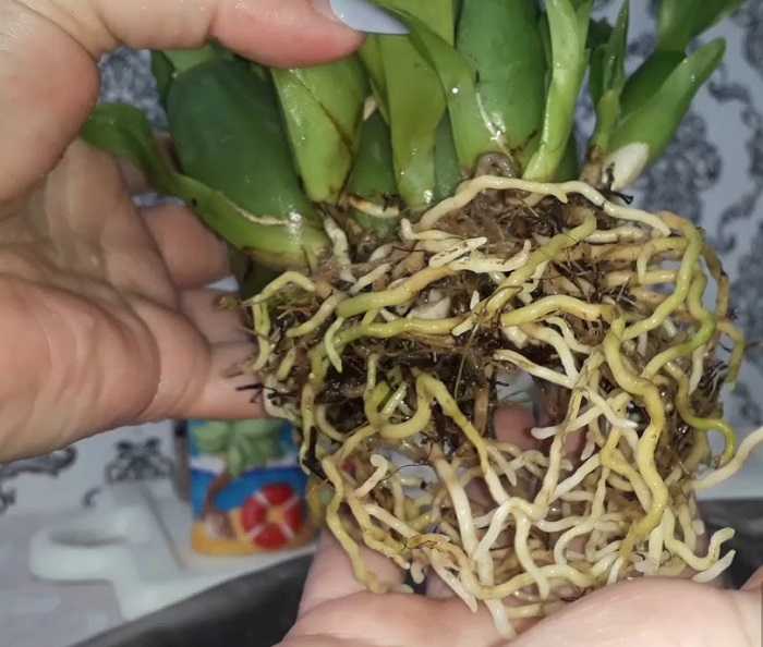 Корни орхидеи – что нужно знать начинающему флористу Как правильно ухаживать за корневой системой Почему у орхидеи загнивают корни