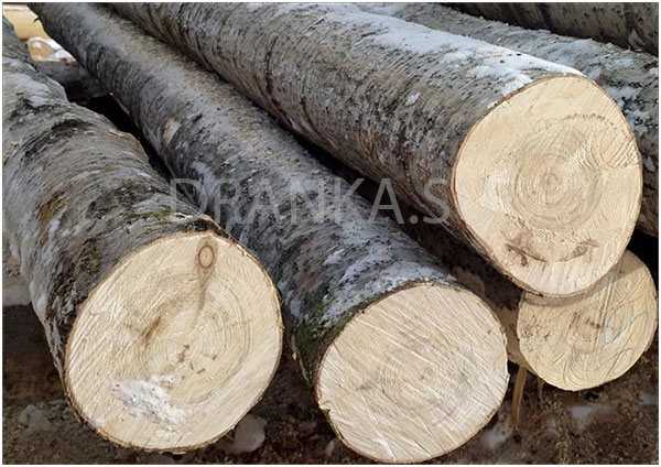 Что делают из древесины осины