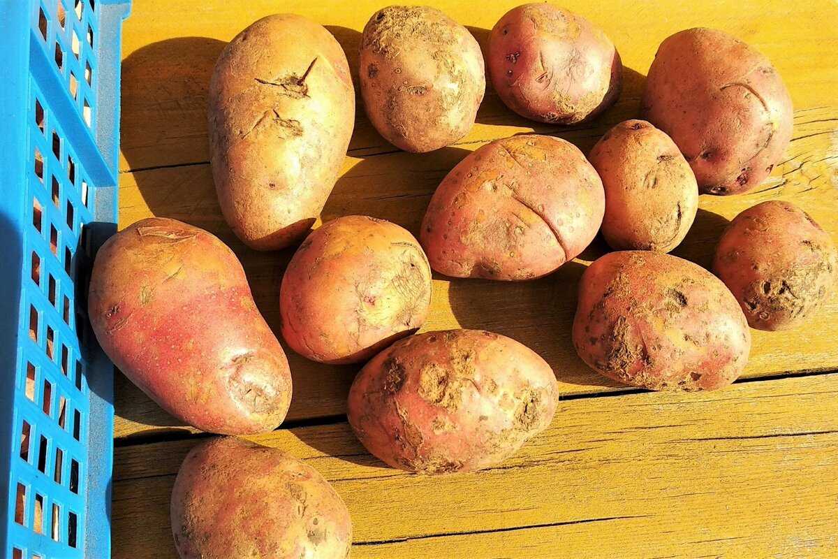Картофель - описание, ранние, cамые урожайные сорта картофеля с названиями и фото