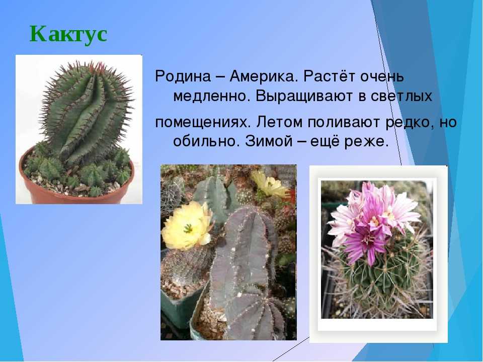 Страна кактусов: откуда родом растение и как оно попало в российские широты
