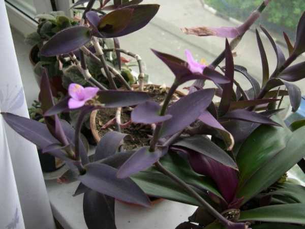 Комнатный цветок рео: фото, уход в домашних условиях, размножение