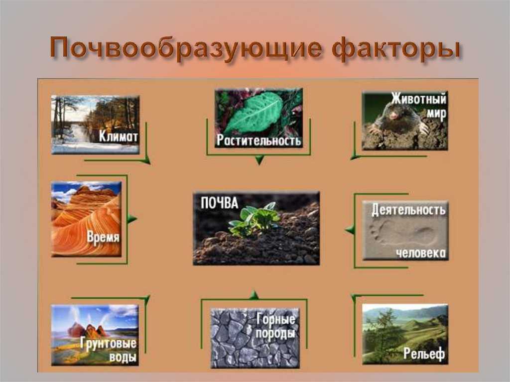 Природные типы почвообразования и почв - братков в.в. и др. геоэкология