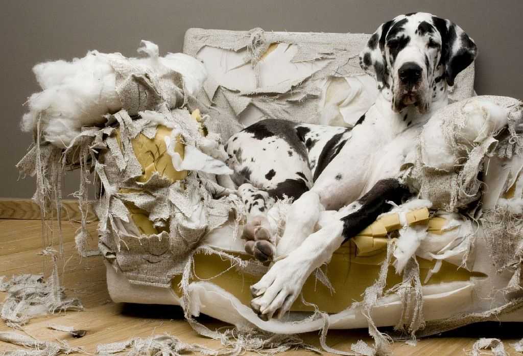Как отучить собаку грызть вещи: в доме, квартире, народные средства