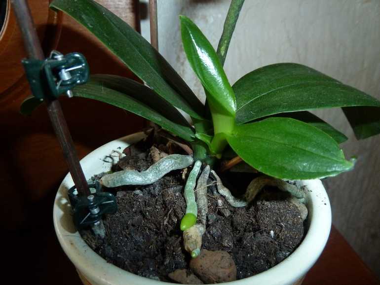 Как пересадить детку орхидеи в домашних условиях, если растение пустило её на цветоносе: видео и пошаговое фото о том, можно ли правильно отделить отросток без корней