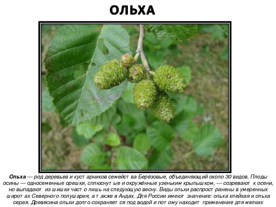 Ольха где растет карта
