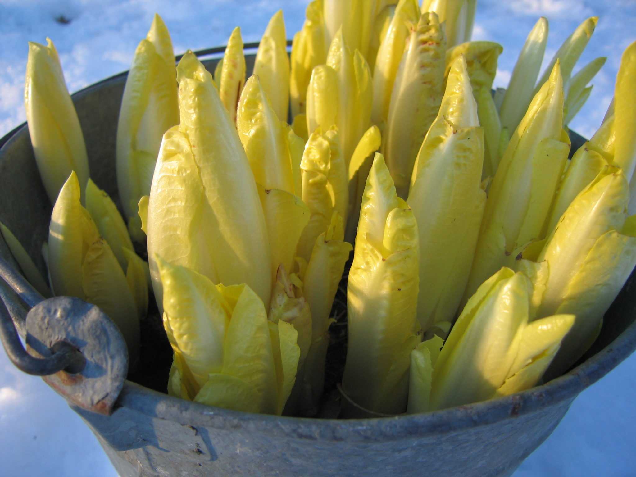 Витлуф, эндивий и эскариол – полезные цикорные салаты, которые несложно выращивать
