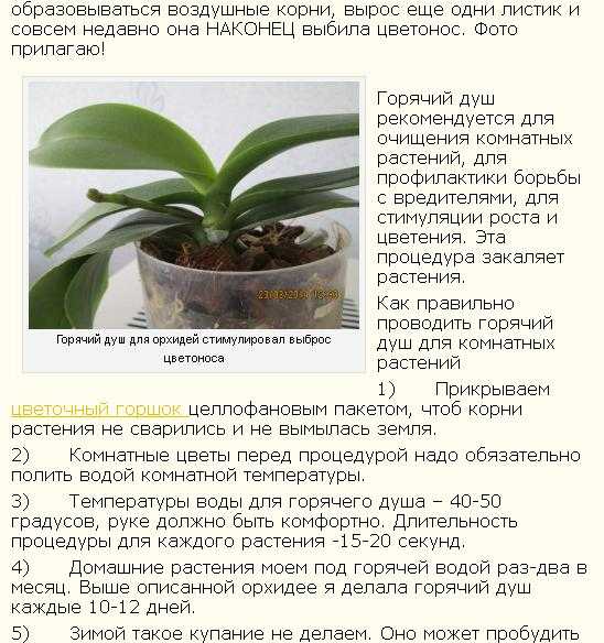 Самые неприхотливые комнатные растения с фото и кратким описанием