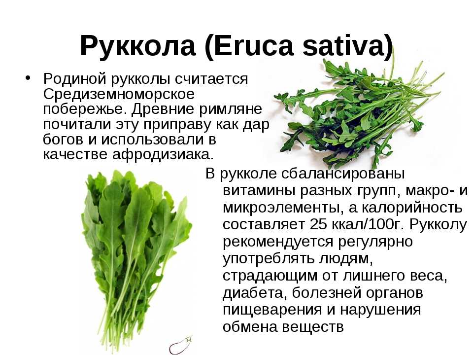 Индау (рукола, салат рокет, eruca sativa): полезные свойства, сорта, выращивание, агротехника, рецепты