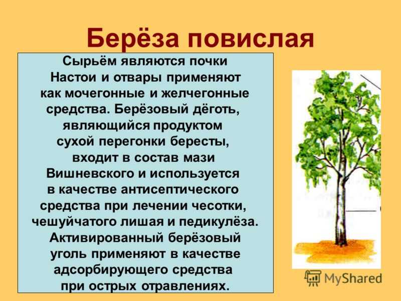 Береза: ботаническое описание дерева, виды, применение, где растет, сколько лет живет