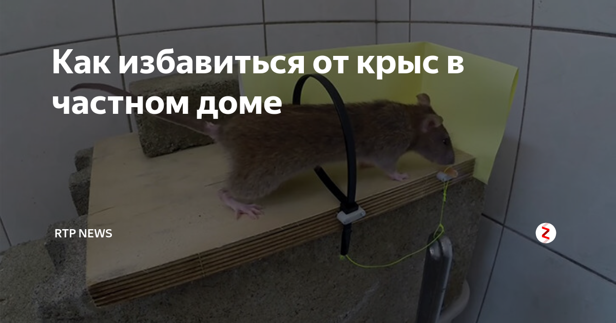 Как избавиться от крыс (народными средствами)