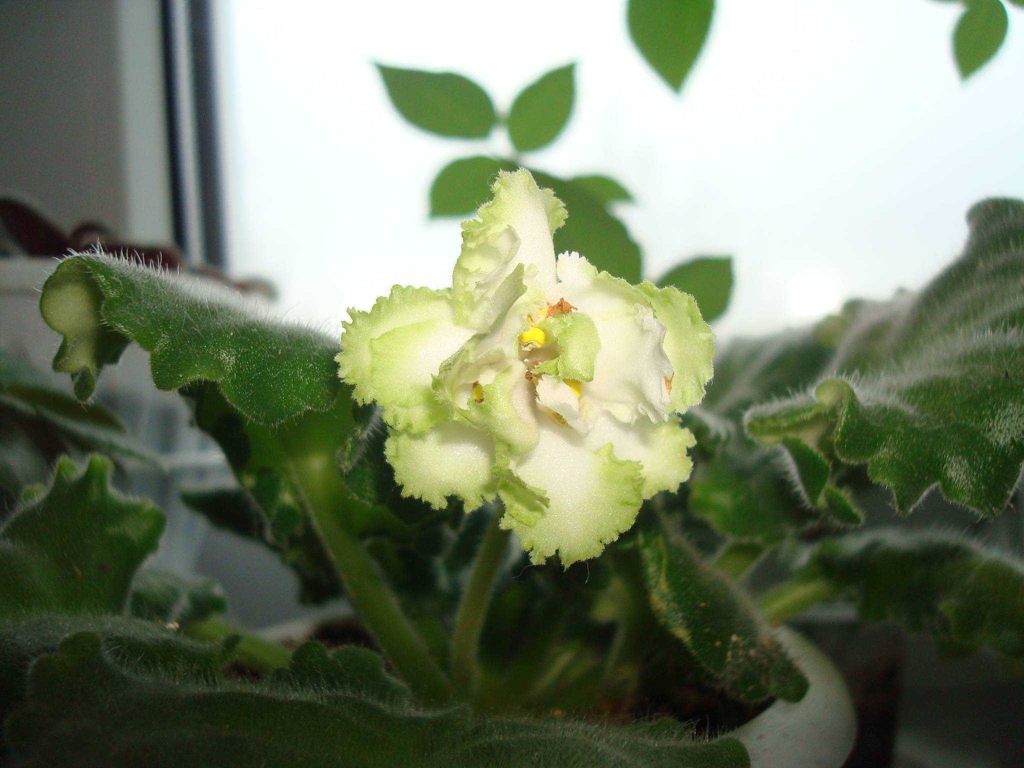 Зеленые фиалки: фото и названия сортов с цветками бело-изумрудного цвета и каймой