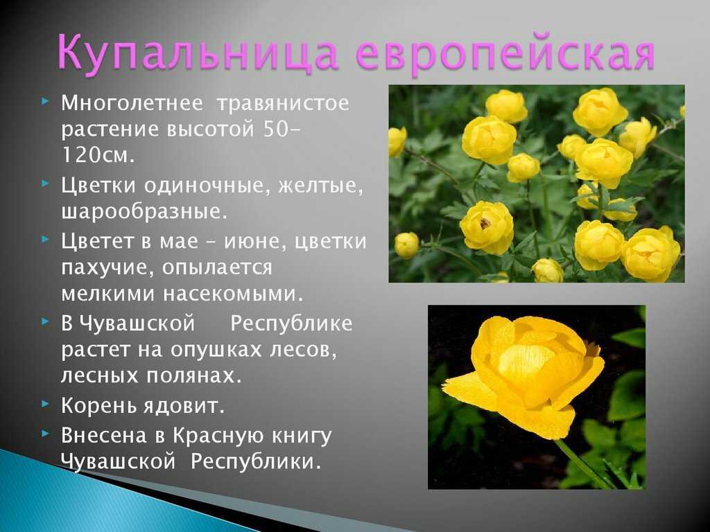Цветы и растения описание и фото