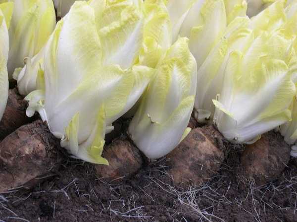 Цикорный салат витлуф (бельгийский / французский эндивий) - выращивание, размножение семенами и корнеплодами. почва, посев, высаживание, уход, лечение. болезни и вредители. сбор урожая