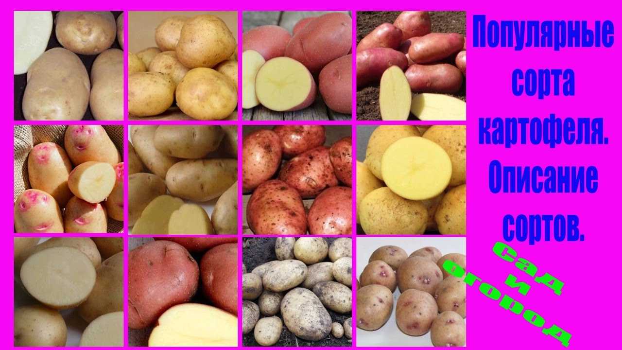 Самые вкусные сорта картофеля, в том числе для пюре, жарки, варки: особенности поздних и урожайных видов