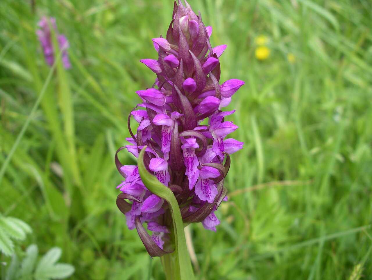 Пальчатокоренники – орхидеи, широко распространенные в природе Европы и Азии Цветут в первой половине лета