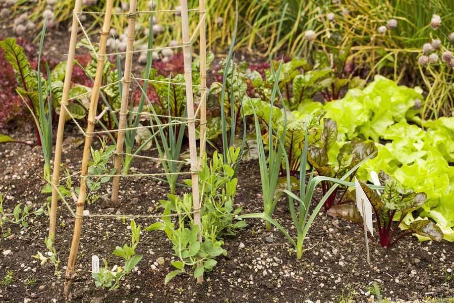 Какие растения можно посадить в огороде после клубники?
