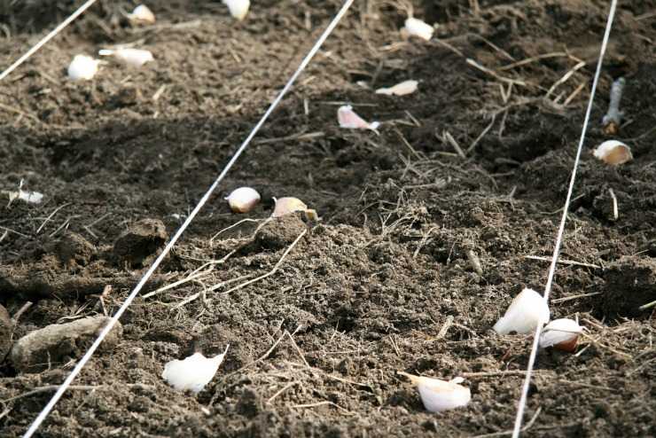 Удобрения для чеснока при посадке осенью: чем удобрить грядку при посадке озимого чеснока