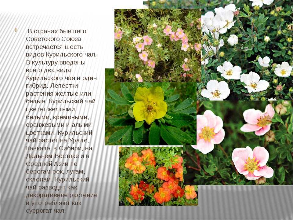 Лапчатка кустарниковая: выращивание, сорта, фото