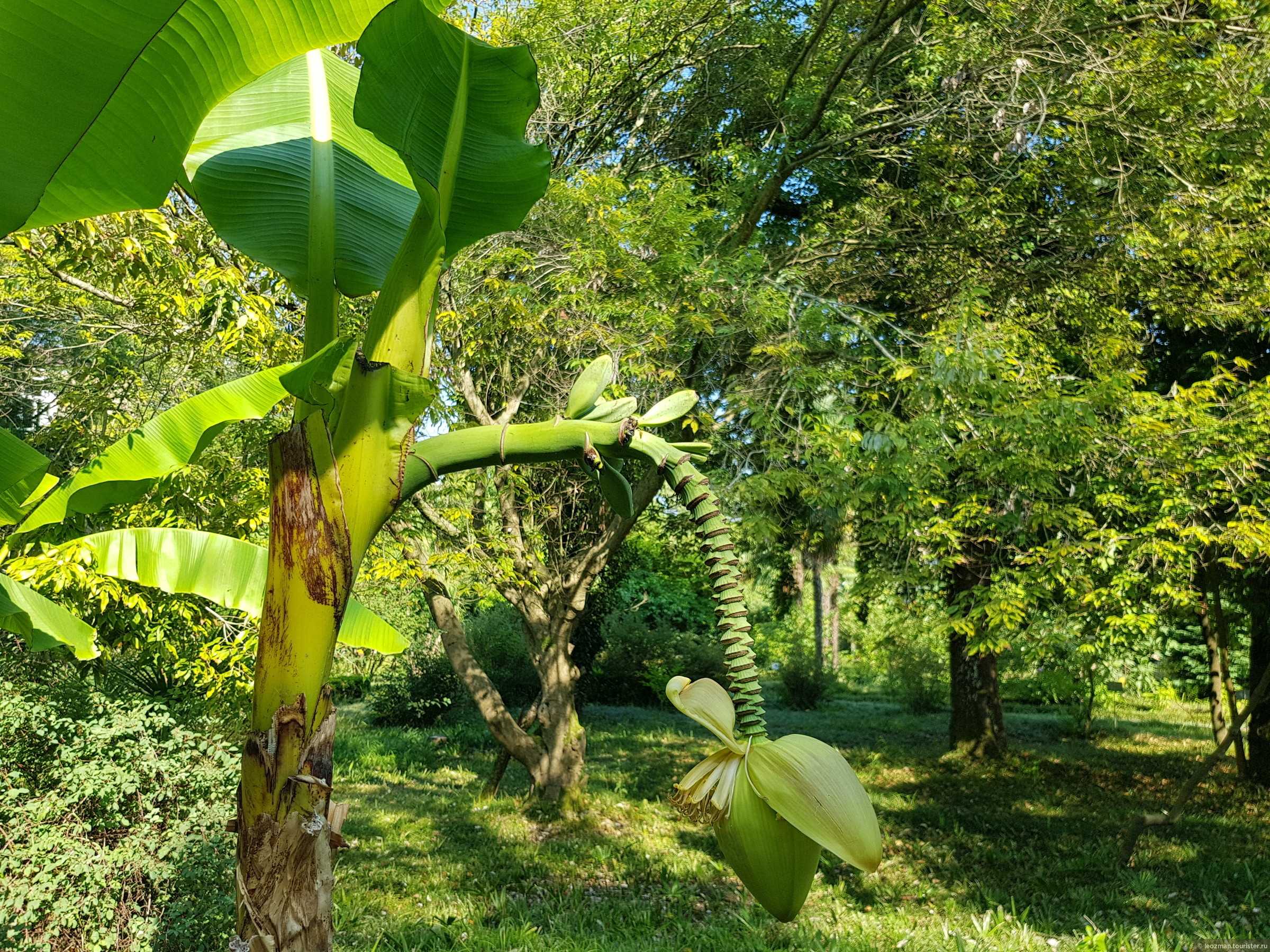 Как растет банан в природе фото картинки
