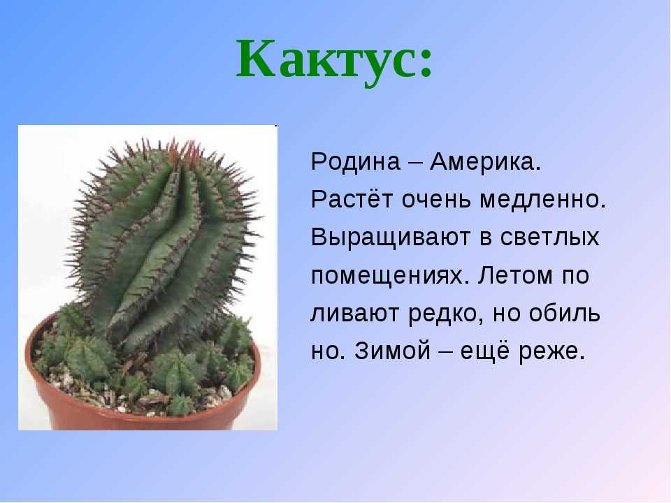 Сообщение о кактусе  описание растения, характеристика и особенности