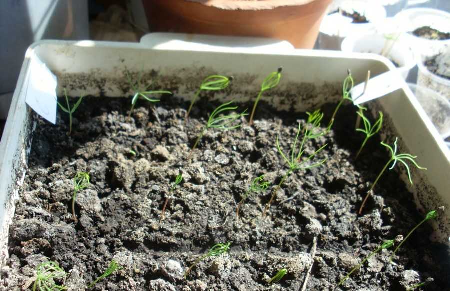 Как посадить пихту — выращивание и уход в открытом грунте