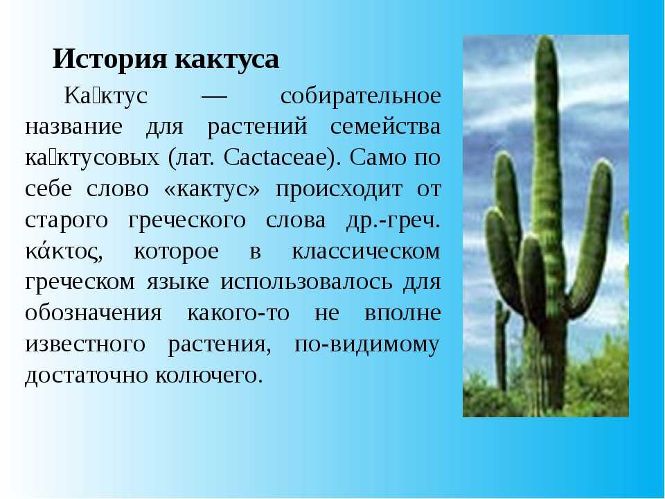 Кактус опунция (opuntia): особенности рода, как выращивать, виды