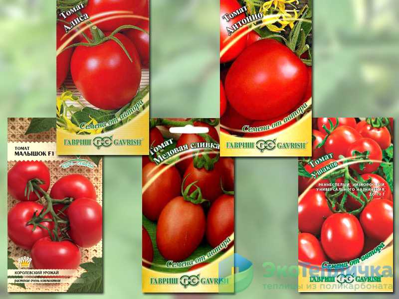 Детерминантные и индетерминантные сорта томатов - что это? - дачные советы.ру