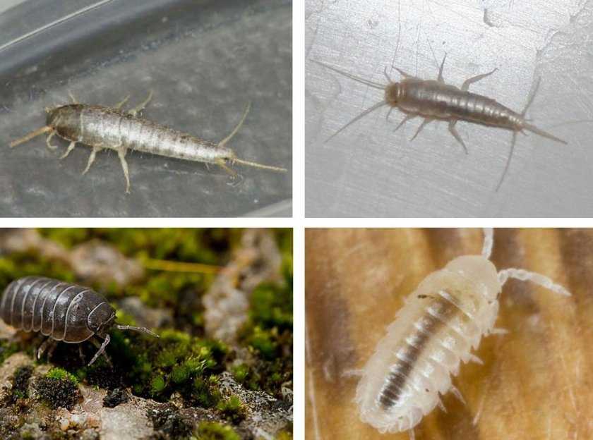 Причины появления белых насекомых в ванной и способы уничтожения