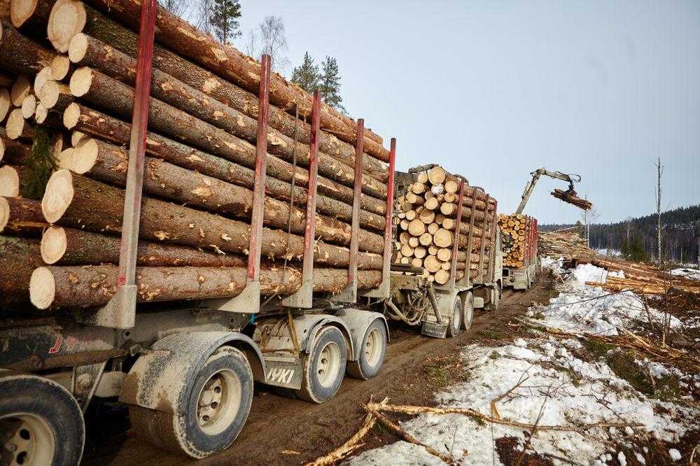 Лесозаготовка деревообработка. Перевозка древесины. Заготовка древесины. Заготовка леса. Лесовоз.
