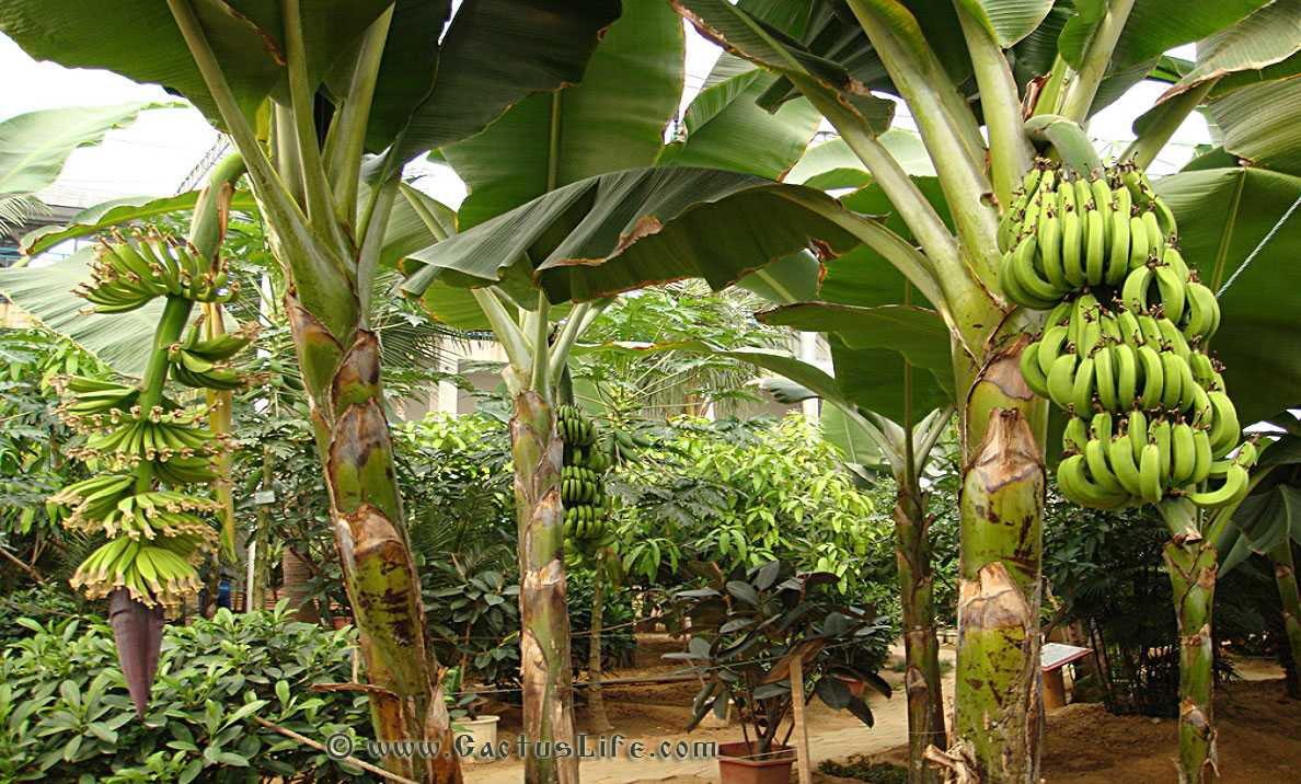 Бананы растут в россии. Бэйдайхэ Ботанический сад. Банановое дерево экваториального леса. Бананы на Пальме. Банановая Пальма Лоо.