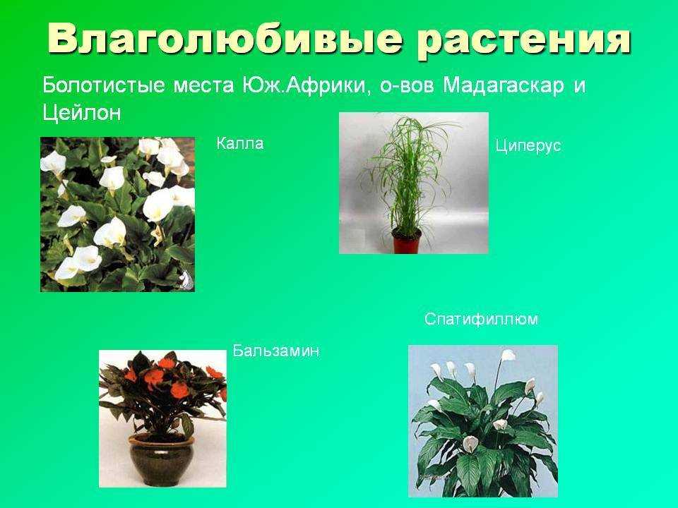 Какие влаголюбивые растения для оформления приусадебного участка можно выбрать и посадить