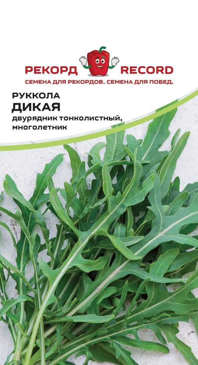Однолетнее быстрорастущее растение рукола (индау, эрука посевная)