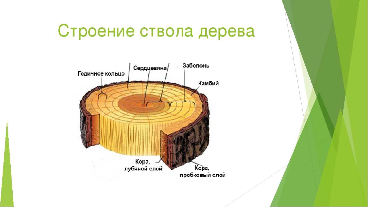 Элемент системы дерево. Строение ствола заболонь. Строение поперечного среза древесины. Строение ствола древесины. Поперечный срез дерева строение.