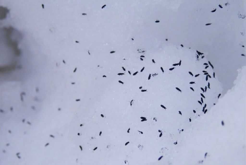 Муха снег. Маленькие черные жучки в ванной. Маленькие жукт в ванной. Насекомые на снегу. Маленькие прыгающие мошки.
