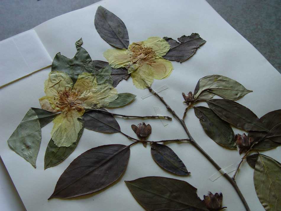 Как быстро высушить листья для гербария?
