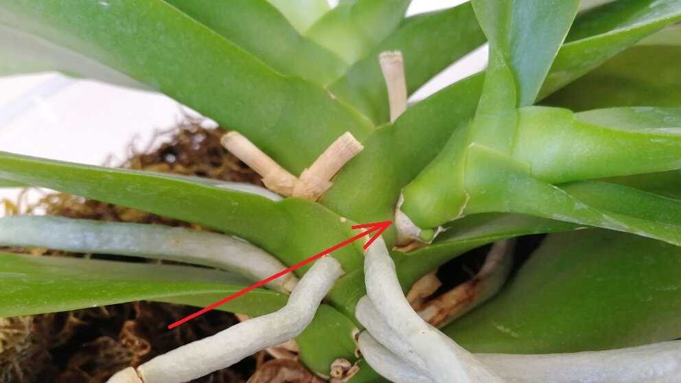 Узнайте, как посадить детку орхидеи в домашних условиях