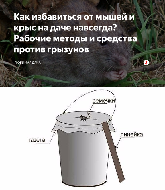 Как избавиться от крыс в частном доме