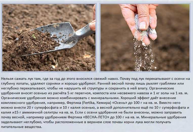 Удобрение для чеснока при посадке осенью: чем подкормить овощ, посеянный под зиму, какие внести вещества в землю в июле, а также правила по выбору "минералки" и органики