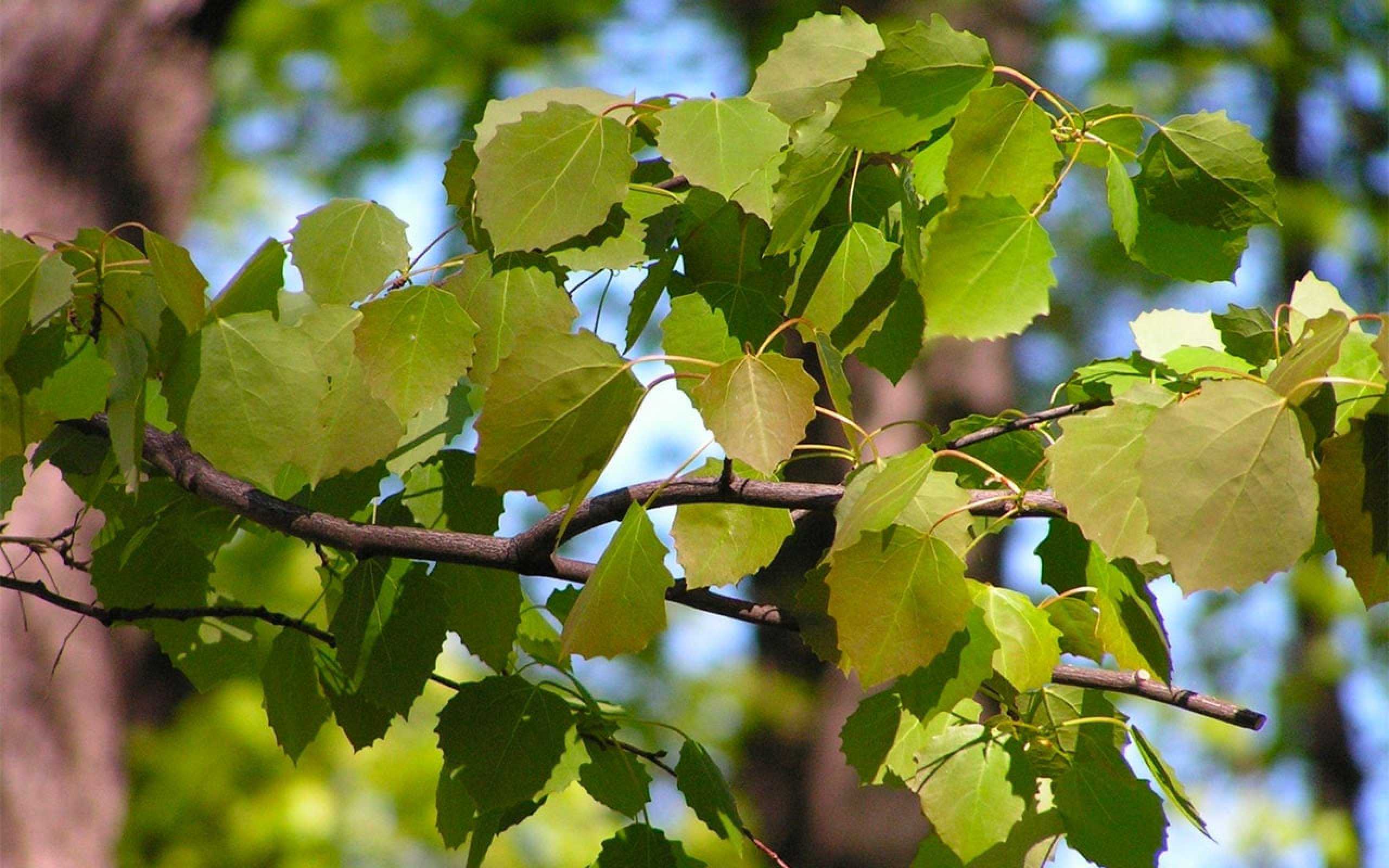 Осина лиственное растение. Осина обыкновенная (Populus tremula). Тополь дрожащий осина. Тополь крупнозубчатый (Populus grandidentata). Осина обыкновенная (Pópulus trémula).