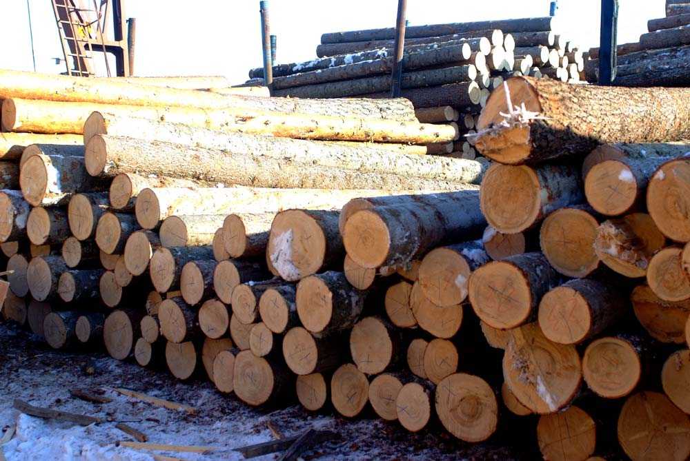 Береза. свойства древесины. полезные свойства березы - древология - все о древесине, строительстве, ремонте, интерьере