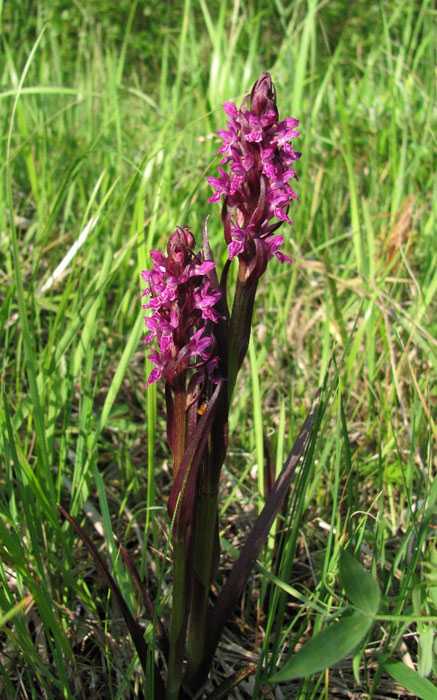 Орхидеи в природе: где встречается цветок в естественной среде