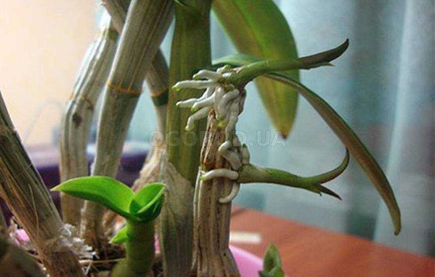 Как посадить отросток орхидеи в домашних условиях и как правильно его перед этим отделить и укоренить?